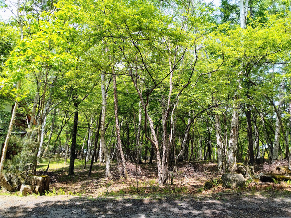 長野県 川上村