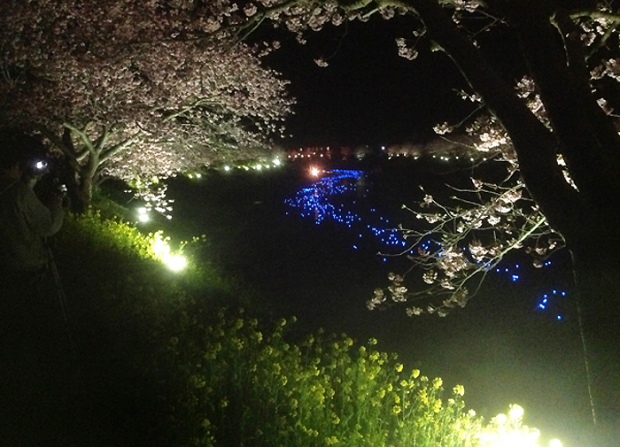 静岡◆南伊豆／ひと足早い春の訪れ～河津桜が見頃です【売主様からのたより】