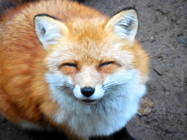 きつねページ 宮城◇白石蔵王／SNS で拡散する町の観光・臥薪嘗胆の成功事例は